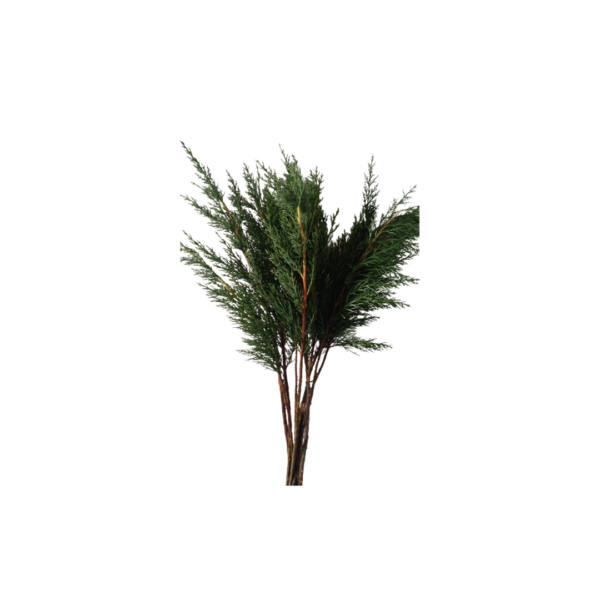 PINE