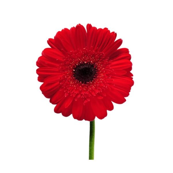 RED GERBERA