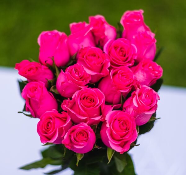 ROSES HOT PINK